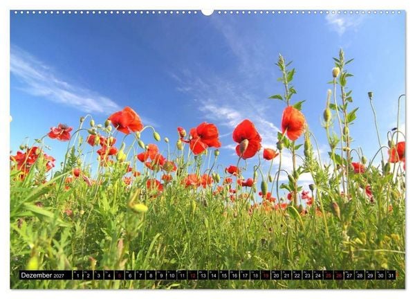 Produktbild: Mohnblumen (Wandkalender 2027 DIN A2 quer), CALVENDO Monatskalender