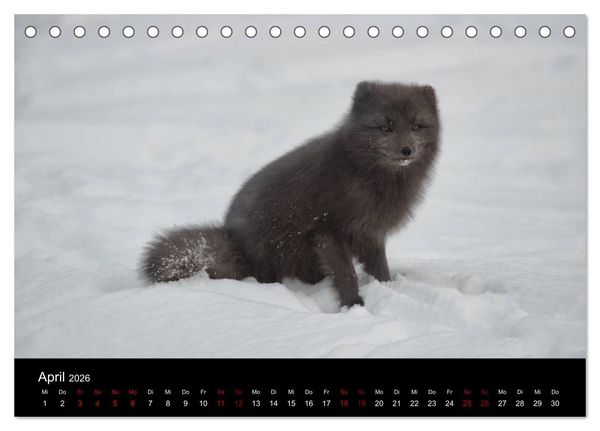Produktbild: Polarfuchsstudien Wildlife (Tischkalender 2026 DIN A5 quer), CALVENDO Monatskalender