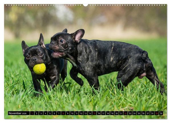Produktbild: Franz&ouml;sische Bulldogge - Clown auf 4 Pfoten (Wandkalender 2026 DIN A2 quer), CALVENDO Monatskalender