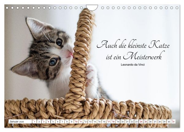 Produktbild: Kitten auf Entdeckungsreise (Wandkalender 2026 DIN A4 quer), CALVENDO Monatskalender