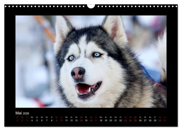 Produktbild: Huskys im Schnee (Wandkalender 2026 DIN A3 quer), CALVENDO Monatskalender