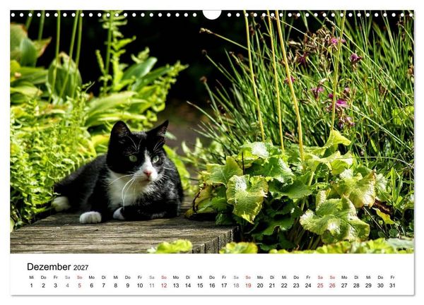 Produktbild: Paradies Naturgarten (Wandkalender 2027 DIN A3 quer), CALVENDO Monatskalender