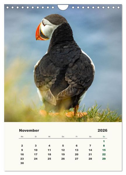 Produktbild: Papageientaucher in Island (Wandkalender 2026 DIN A4 hoch), CALVENDO Monatskalender