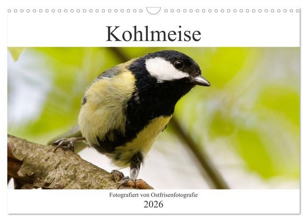 Produktbild: Kohlmeise - Fotografiert von Ostfriesenfotografie (Wandkalender 2026 DIN A3 quer), CALVENDO Monatskalender