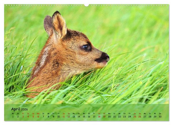 Produktbild: Wilder Nordosten - Aug in Aug mit Tieren der Ostseeregion (Wandkalender 2026 DIN A2 quer), CALVENDO Monatskalender