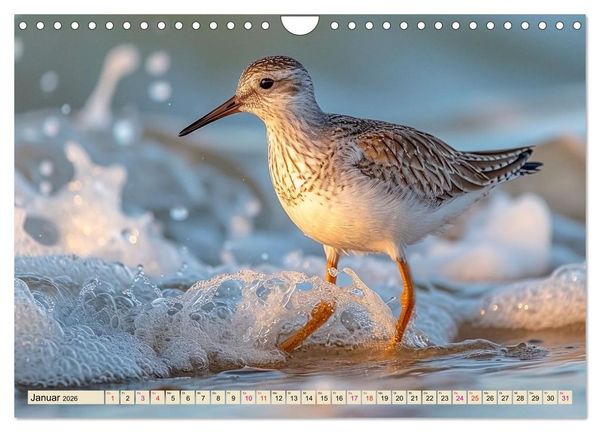Produktbild: Strandl&auml;ufer - immer flink unterwegs (Wandkalender 2026 DIN A4 quer), CALVENDO Monatskalender