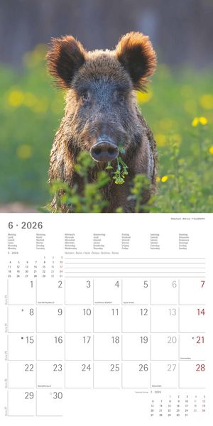 Geheimnisvolles Waldleben 2026 - Broschürenkalender 30x30 cm (30x60 geöffnet) - Kalender mit Platz für Notizen - Forest Animals - Bildkalender - Wandk