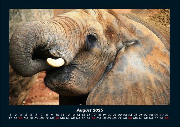 Produktbild: Der Elefantenkalender 2025 Fotokalender DIN A4