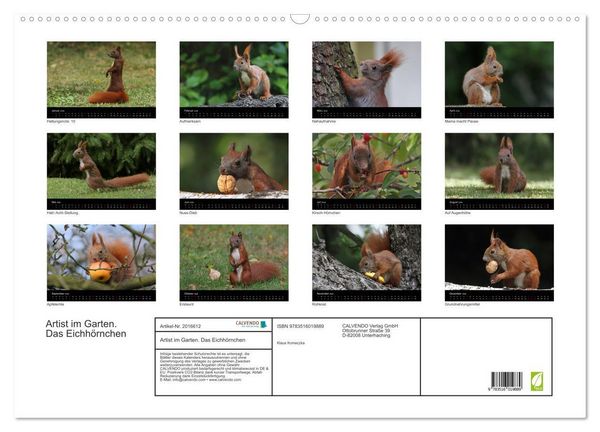 Produktbild: Artist im Garten. Das Eichh&ouml;rnchen (Wandkalender 2026 DIN A2 quer), CALVENDO Monatskalender