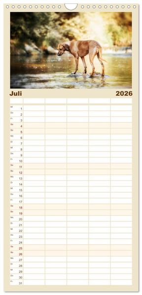 Produktbild: Familienplaner 2026 - Rhodesian Ridgeback - Herzen auf vier Pfoten mit 5 Spalten (Wandkalender, 21 x 45 cm) CALVENDO