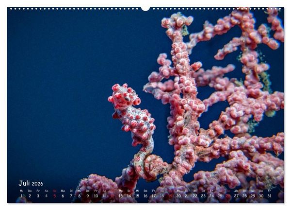 Produktbild: Hippocampus oder einfach nur Seepferdchen (Wandkalender 2026 DIN A2 quer), CALVENDO Monatskalender