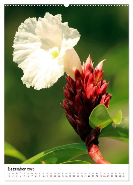 Produktbild: Costa Rica - Fauna & Flora (Wandkalender 2026 DIN A2 hoch), CALVENDO Monatskalender