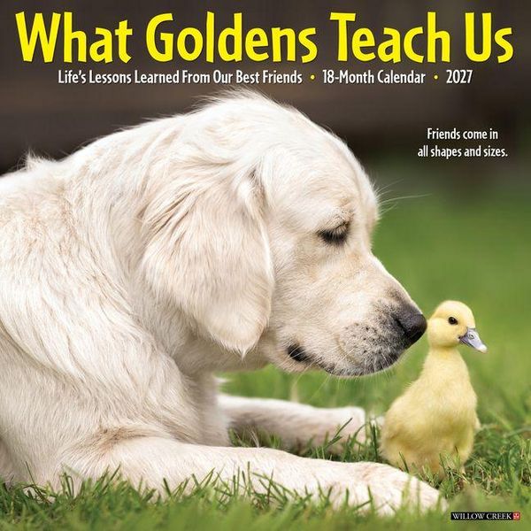 Produktbild: What Goldens Teach Us 2027 12 X 12 Wall Calendar