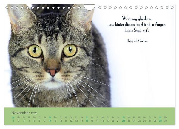 Produktbild: Katzenzitate 2026 (Wandkalender 2026 DIN A4 quer), CALVENDO Monatskalender