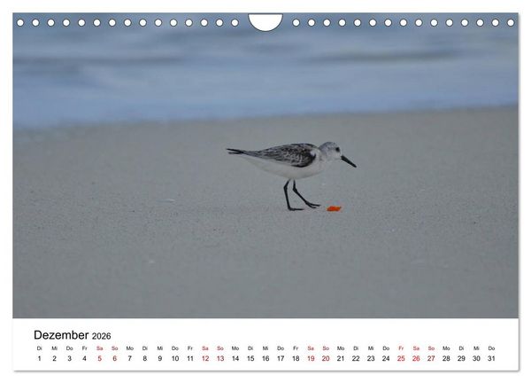 Produktbild: M&ouml;wen am Meer (Wandkalender 2026 DIN A4 quer), CALVENDO Monatskalender