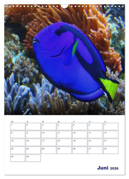 Produktbild: Bunte Meereswelten (Wandkalender 2026 DIN A3 hoch), CALVENDO Monatskalender