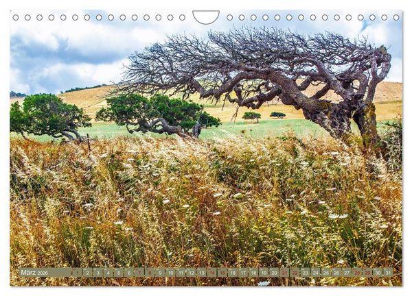 Produktbild: Das Element Holz - Ein Sinnbild (Wandkalender 2026 DIN A4 quer), CALVENDO Monatskalender