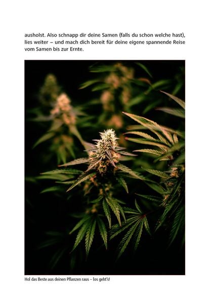 Produktbild: Cannabis zu Hause anbauen f&uuml;r Anf&auml;nger