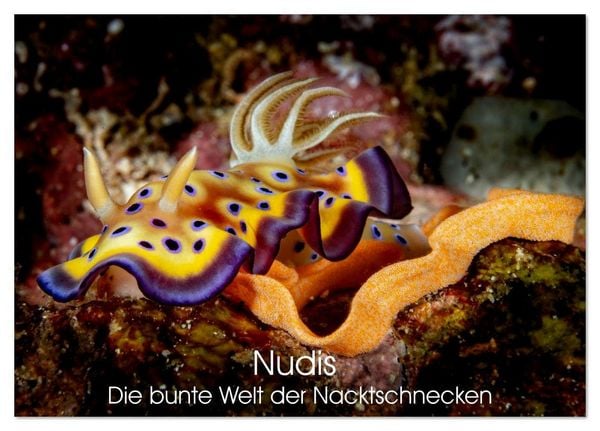 Nudis – Die bunte Welt der Nacktschnecken (Tischkalender 2026 DIN A5 quer), CALVENDO Monatskalender