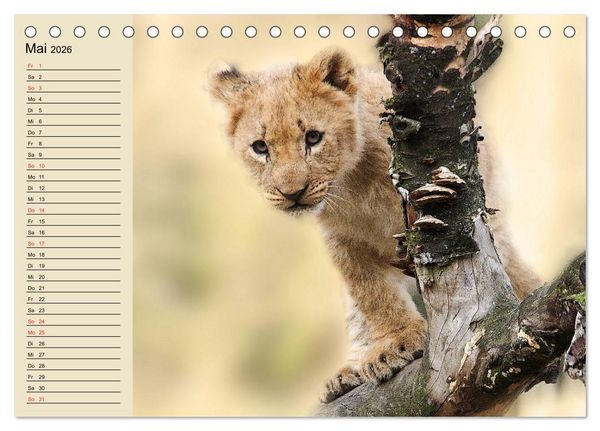 Produktbild: L&ouml;wen in freier Wildbahn (Tischkalender 2026 DIN A5 quer), CALVENDO Monatskalender
