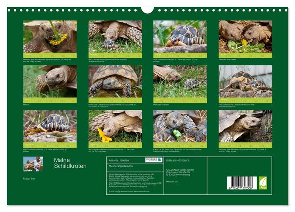 Produktbild: Meine Schildkr&ouml;ten (Wandkalender 2026 DIN A3 quer), CALVENDO Monatskalender