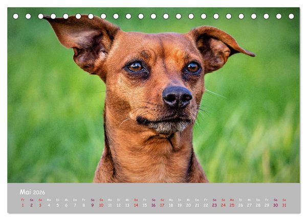 Produktbild: Dein Hund der treue Begleiter (Tischkalender 2026 DIN A5 quer), CALVENDO Monatskalender