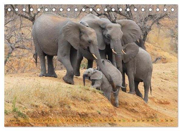 Produktbild: Elefanten in Afrika (Tischkalender 2026 DIN A5 quer), CALVENDO Monatskalender