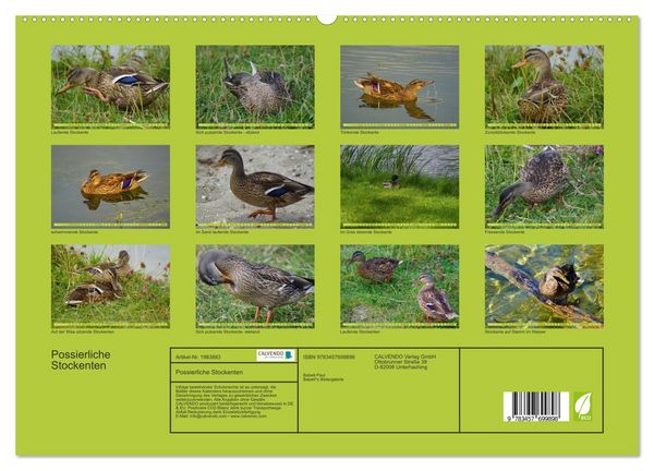 Produktbild: Possierliche Stockenten (hochwertiger Premium Wandkalender 2026 DIN A2 quer), Kunstdruck in Hochglanz