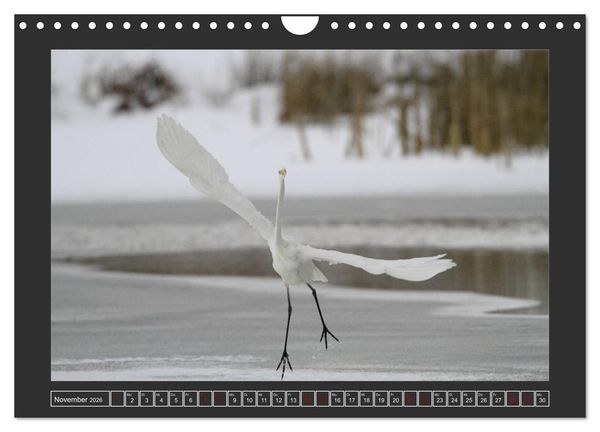 Produktbild: Winterzauber - Tiere in Eis und Schnee (Wandkalender 2026 DIN A4 quer), CALVENDO Monatskalender