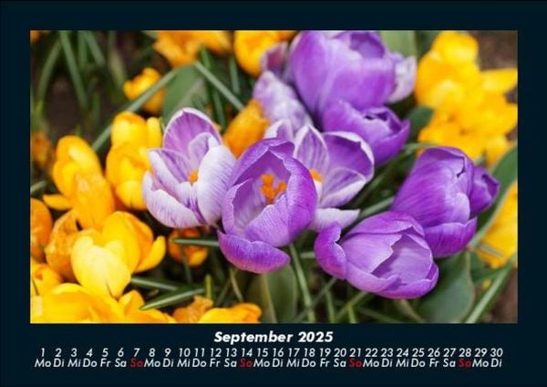 Produktbild: Blumenzauber 2025 Fotokalender DIN A5