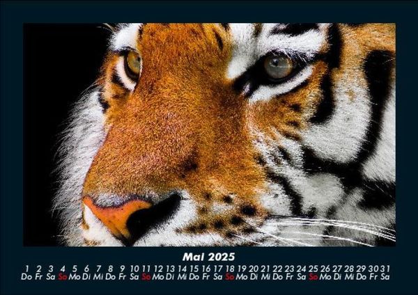 Produktbild: Tiger 2025 Fotokalender DIN A5
