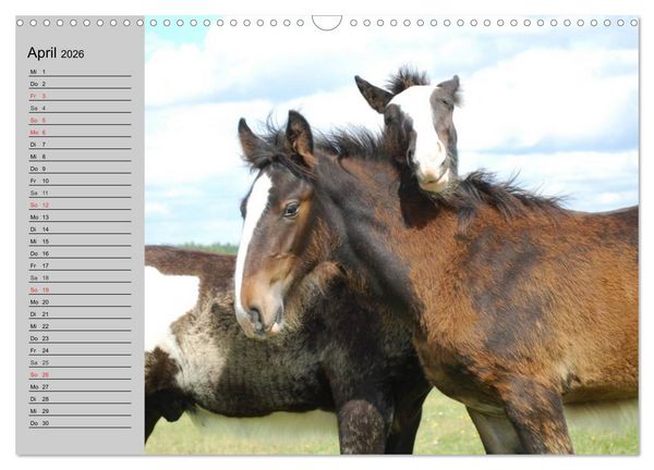 Produktbild: Das Shire Horse. Impressionen (Wandkalender 2026 DIN A3 quer), CALVENDO Monatskalender