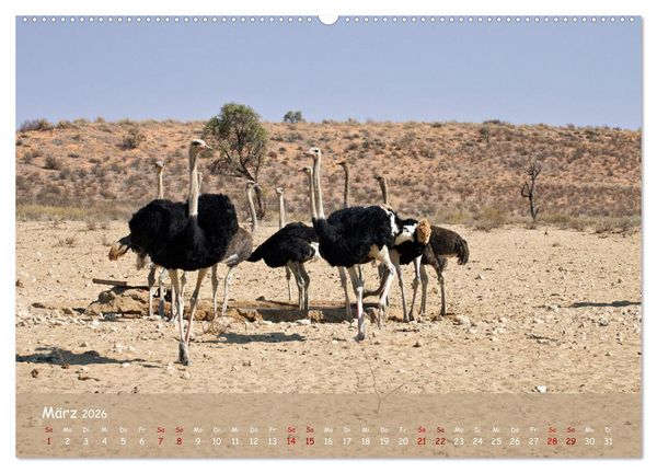 Produktbild: Kgalagadi - Fauna und Wildtiere in der Kalahari (hochwertiger Premium Wandkalender 2026 DIN A2 quer), Kunstdruck in Hochglanz