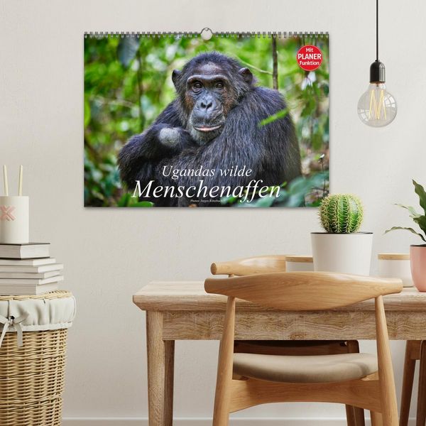 Produktbild: Ugandas wilde Menschenaffen (Wandkalender 2026 DIN A3 quer), CALVENDO Monatskalender
