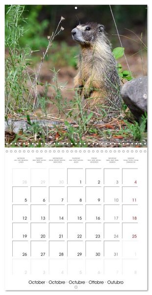 Produktbild: Marmots - Cute and Curious (Wall Calendar 2026 12 &times; 12 Inch) CALVENDO 12 Month Wall Calendar
