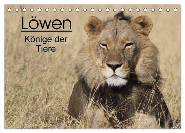 Produktbild: L&ouml;wen - K&ouml;nige der Tiere (Tischkalender 2026 DIN A5 quer), CALVENDO Monatskalender