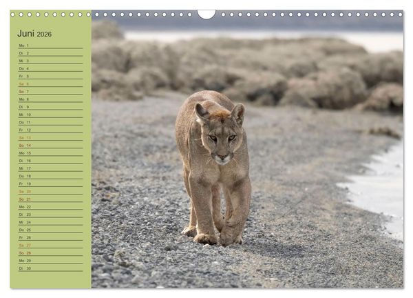 Produktbild: Wildlife S&uuml;damerika (Wandkalender 2026 DIN A3 quer), CALVENDO Monatskalender