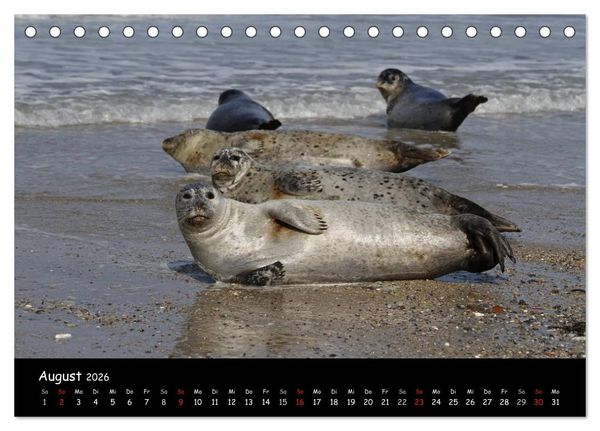 Produktbild: Kegelrobben und Seehunde (Tischkalender 2026 DIN A5 quer), CALVENDO Monatskalender