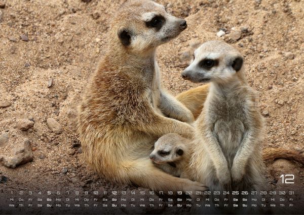 Produktbild: Erdm&auml;nnchen &ndash; Kleine W&auml;chter, gro&szlig;e Abenteuer! - 2027 - Kalender DIN A3
