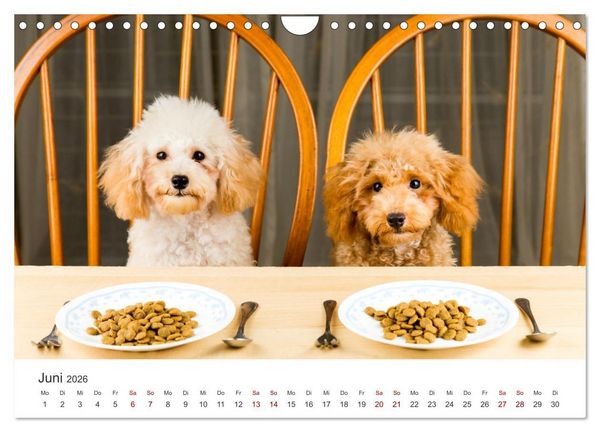 Produktbild: Pudel - Die flauschigen Lockenk&ouml;pfe. (Wandkalender 2026 DIN A4 quer), CALVENDO Monatskalender