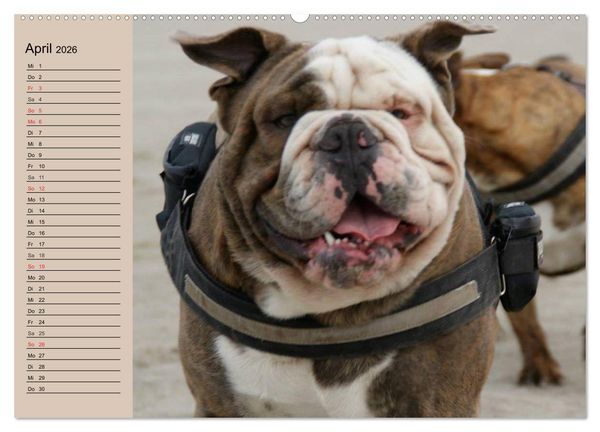 Produktbild: Faszination Bulldogge (hochwertiger Premium Wandkalender 2026 DIN A2 quer), Kunstdruck in Hochglanz