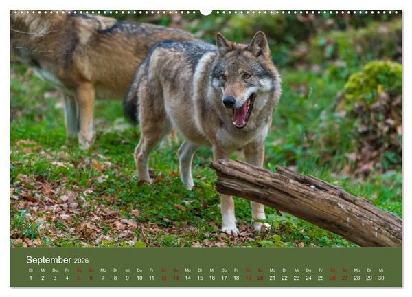 Produktbild: unter W&ouml;lfen (Wandkalender 2026 DIN A2 quer), CALVENDO Monatskalender