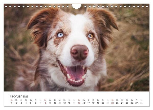 Produktbild: Border Collies 2026 (Wandkalender 2026 DIN A4 quer), CALVENDO Monatskalender