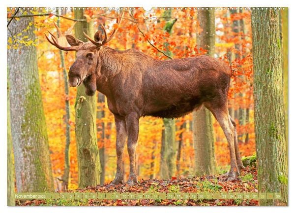 Produktbild: Elche: Nordische Riesen (hochwertiger Premium Wandkalender 2026 DIN A2 quer), Kunstdruck in Hochglanz