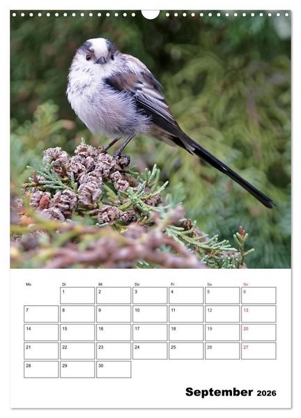 Produktbild: Bezaubernde V&ouml;gel im heimischen Garten (Wandkalender 2026 DIN A3 hoch), CALVENDO Monatskalender