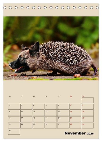 Produktbild: Seltsame Tiere - da stimmt doch was nicht... (Tischkalender 2026 DIN A5 hoch), CALVENDO Monatskalender