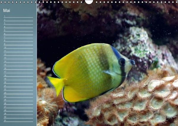 Produktbild: Bunte Riffbewohner - Fische, Anemonen und noch viel mehr (Wandkalender immerw&auml;hrend DIN A3 quer)