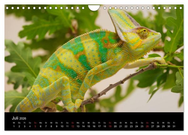 Produktbild: Reptilien & Co. (Wandkalender 2026 DIN A4 quer), CALVENDO Monatskalender