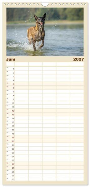 Produktbild: Familienplaner 2027 - Mit dem Malinois durch das Jahr mit 5 Spalten (Wandkalender, 21 x 45 cm) CALVENDO