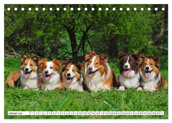 Produktbild: Traumhund Border Collie (Tischkalender 2026 DIN A5 quer), CALVENDO Monatskalender